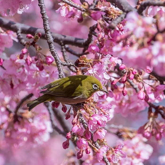 Sakura flor de los cerezos Japón