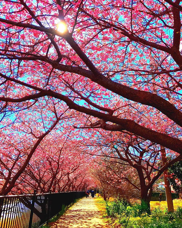 Han florecido los cerezos en este pueblo japonés, las fotografías son  mágicas