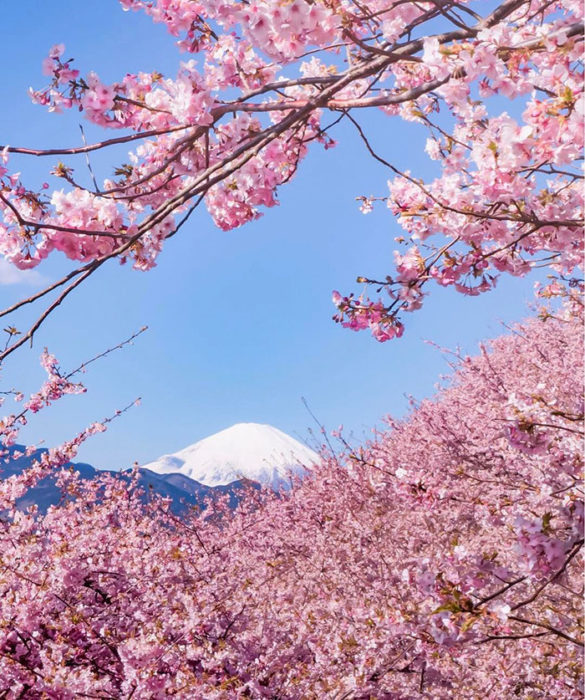 Sakura flor de los cerezos Japón