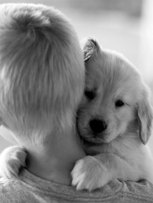 abrazo perrito cachorro niño