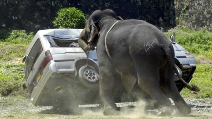 elefante ataca a una caminoneta