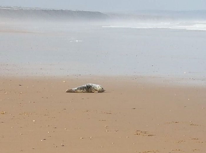 foca bebé en la playa