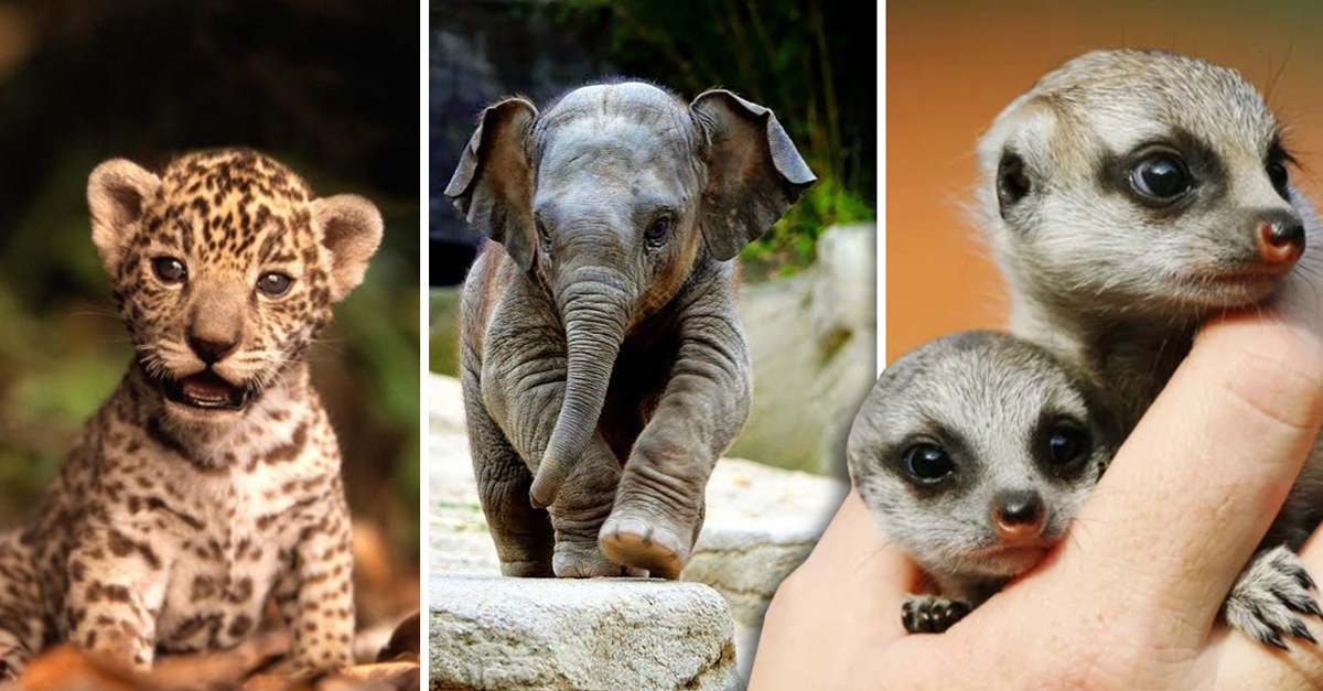 15 animales bebés que te harán sonreír todo el día con su ternura