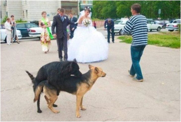 perros montados y los novios atras