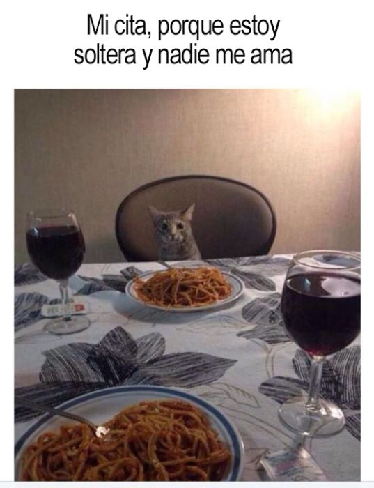 mesa puesta con comida y un gato sentado