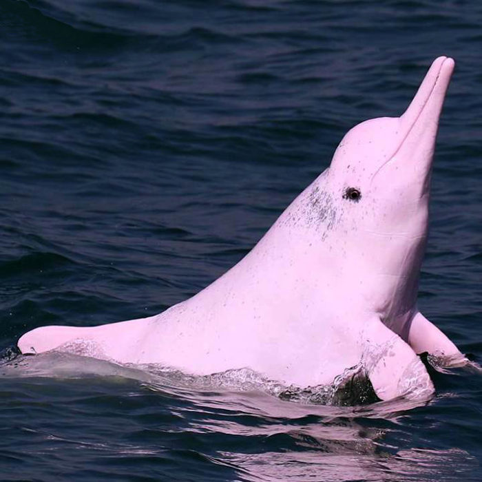 delfin rosa