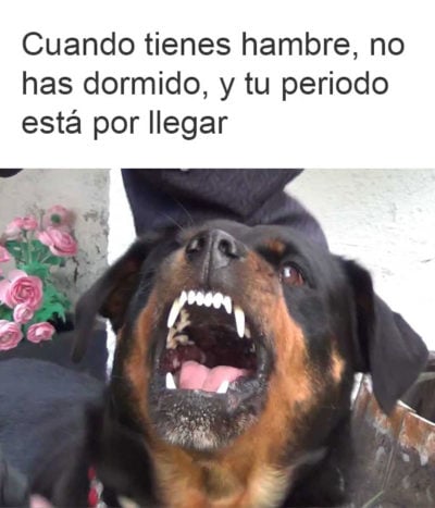 Memes De Gatos Y Perros Que Te Har N El D A