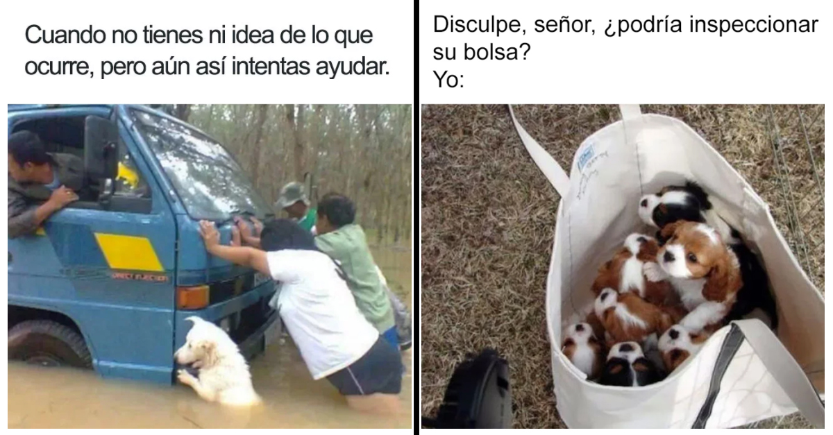 21 Divertidos memes de perros que te harán reír a carcajadas