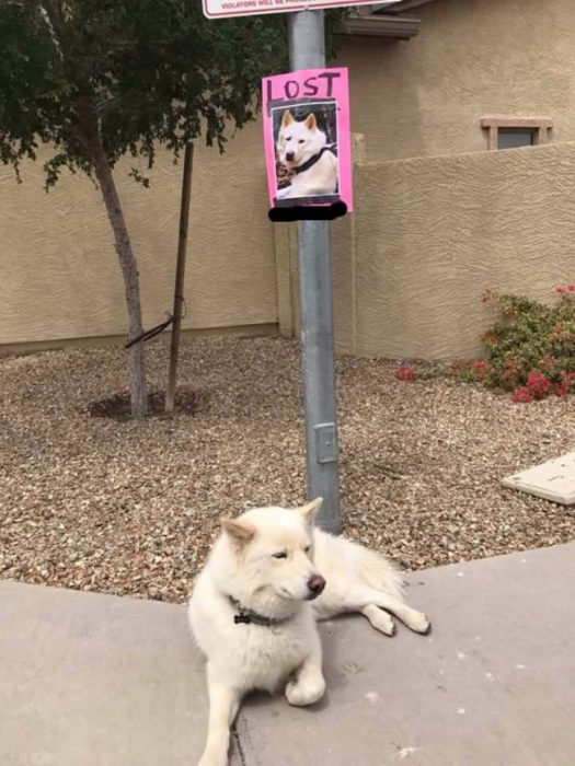 perro perdido falsa alarma