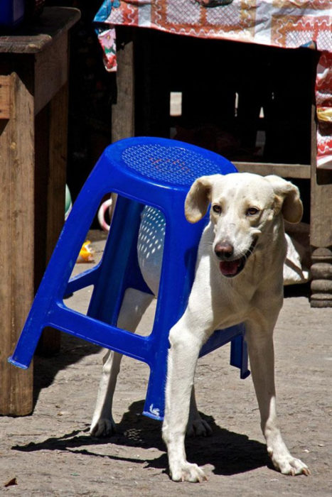 perro atorado silla 