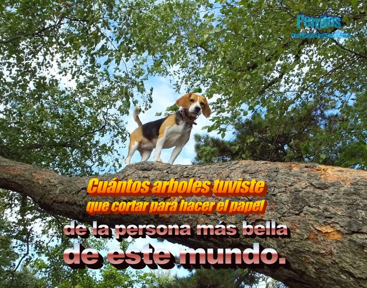 beagle frase motivadora