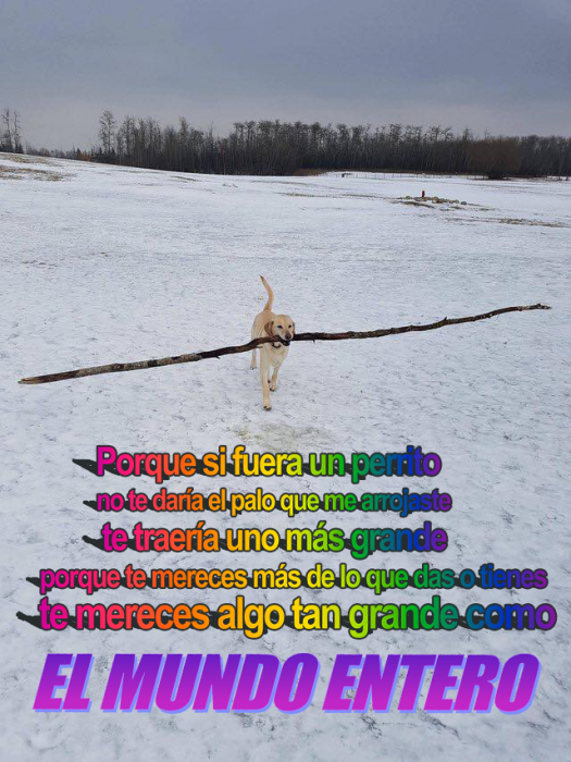 perrito palo nieve