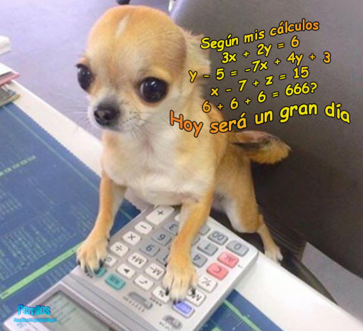 perrito calculadora