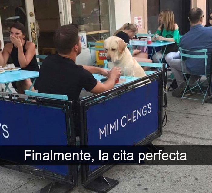 CITA PERFECTA PERRITO