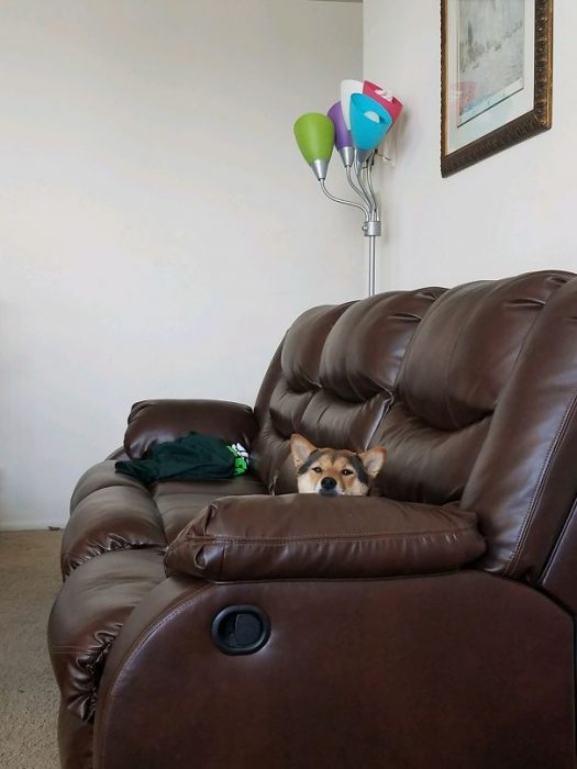perro viendo a su dueño en el sillón