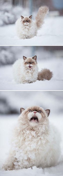 gato sofrendo da neve