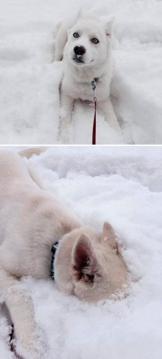 cachorro brincando com neve