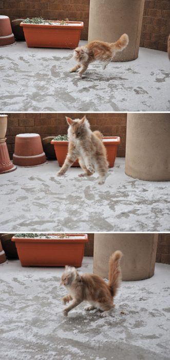 gato pulando na neve