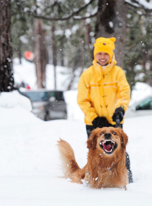 cão feliz na neve