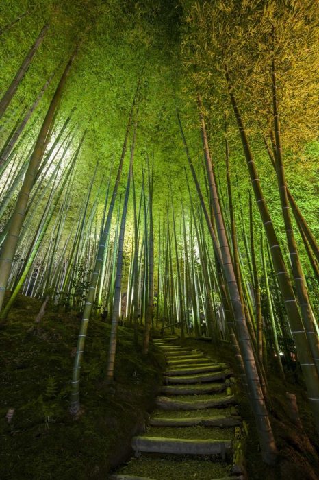 Bosque de bambú, Kioto, Japón 