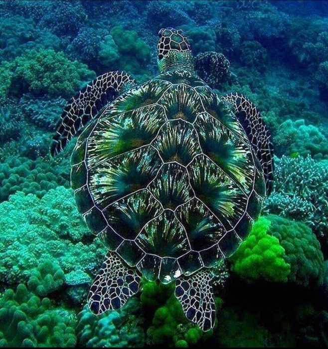  Tortuga marina verde 
