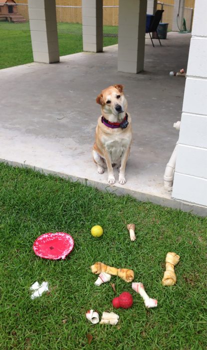 perrito se robó los juguetes del perrito vecino