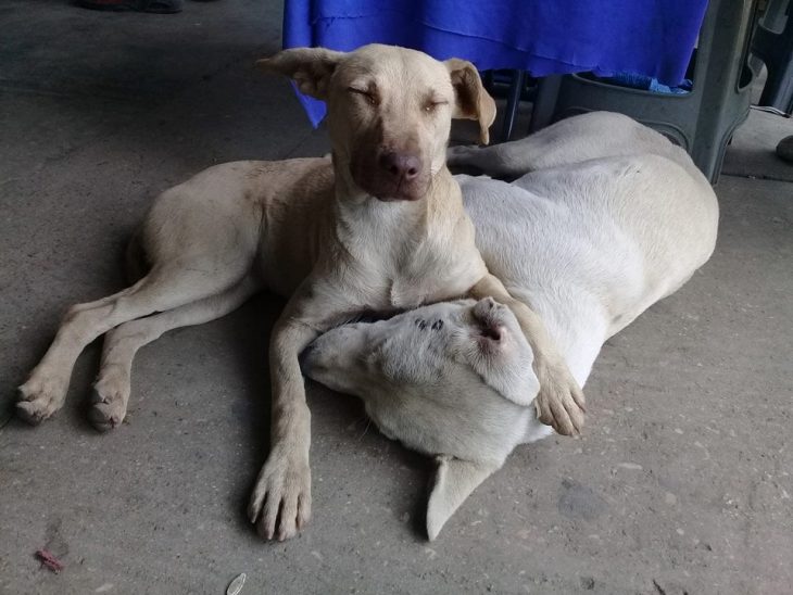 Zapatería permite que perros se resguarden de la lluvia