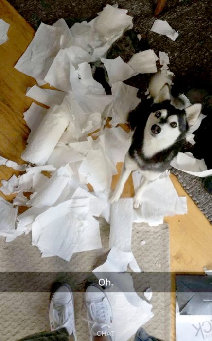 perrito hizo un desastre de papel de baño