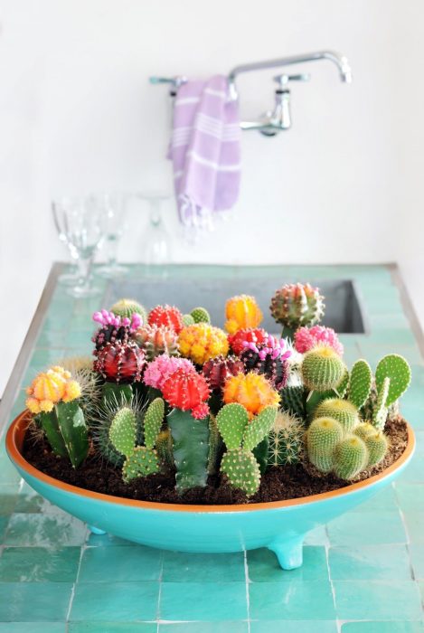 miniterrario colorido de cactus 
