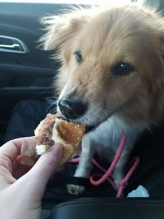 perrita comiendo 