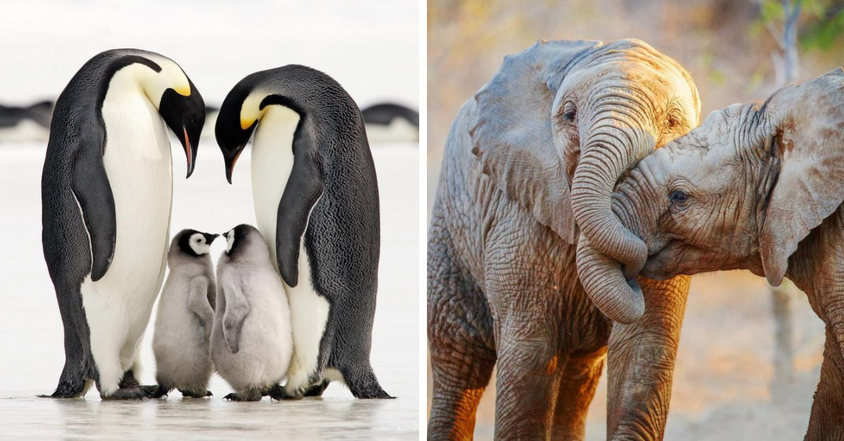 Animales Haciendo El Amor - Estudiar