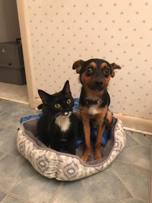 gato y perro chihuahua 