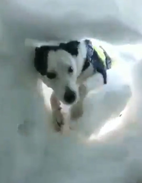 Perro de rescate encuentra a un hombre en la montaña lleno de nieve y lo salva